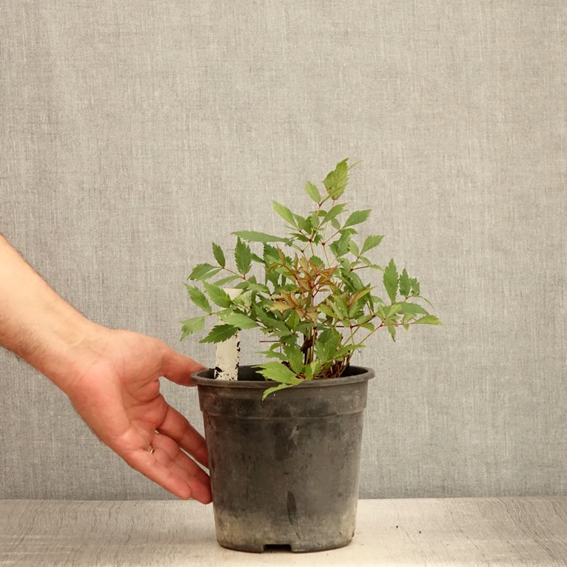 Amostra de Astilbe arendsii Ellie Vaso de 2 L/3 L tal como entregue no verão