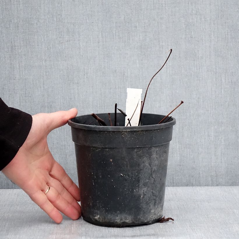 Amostra de Astilbe arendsii Ellie Vaso de 2 L/3 L tal como entregue no inverno