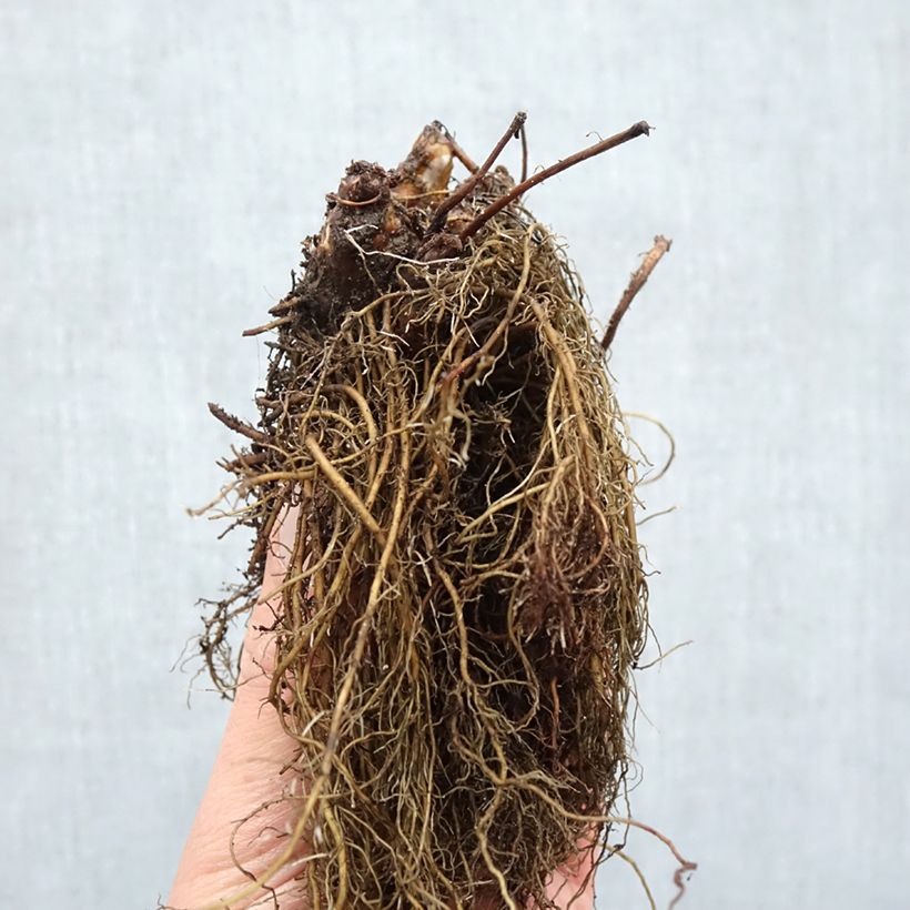 Amostra de Astilbe arendsii Ellie Raízes nuas tal como entregue no inverno