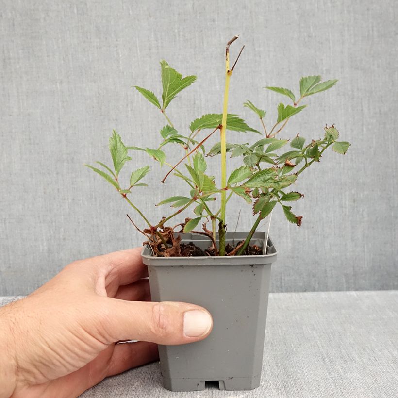 Amostra de Astilbe arendsii Erika Vaso de 8/9 cm tal como entregue no outono