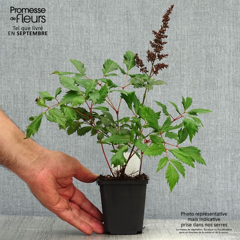 Amostra de Astilbe arendsii Fanal Vaso de 7/8 cm tal como entregue no outono