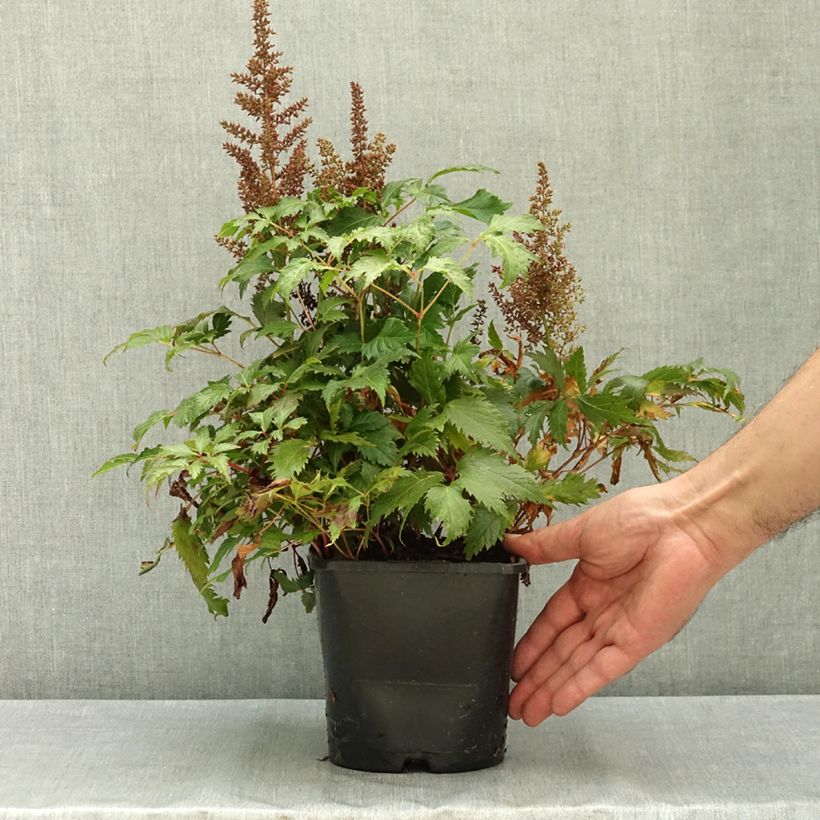 Amostra de Astilbe arendsii Fanal Vaso de 2 L/3 L tal como entregue no verão