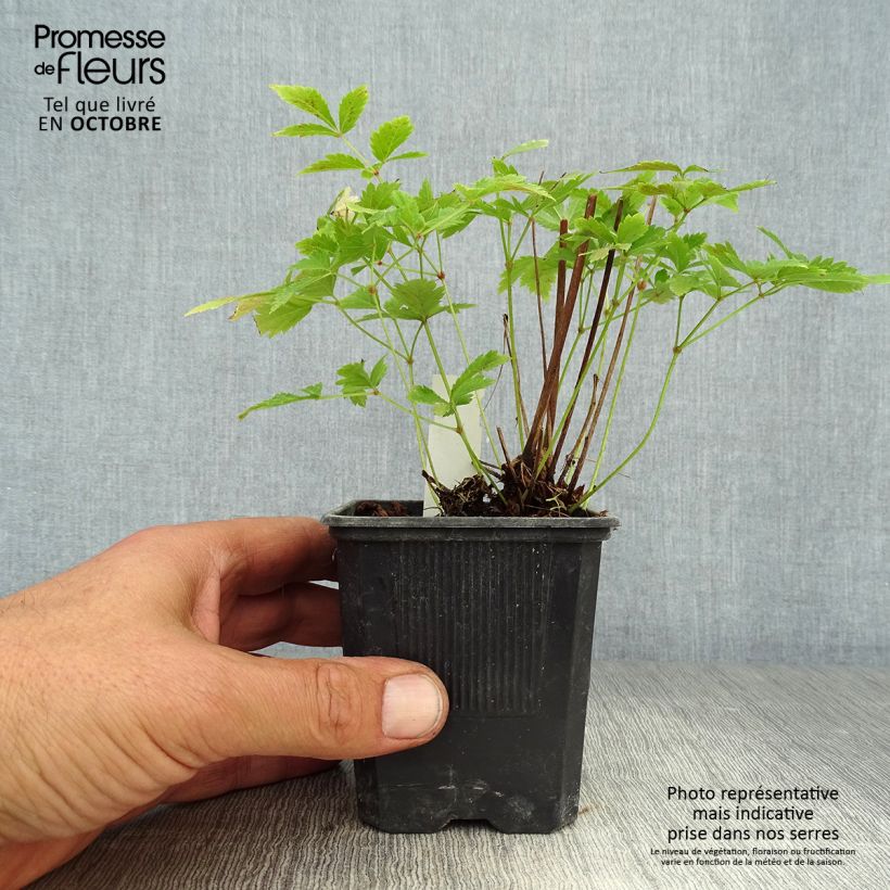 Amostra de Astilbe arendsii Hyazinth Vaso de 8/9 cm tal como entregue no outono