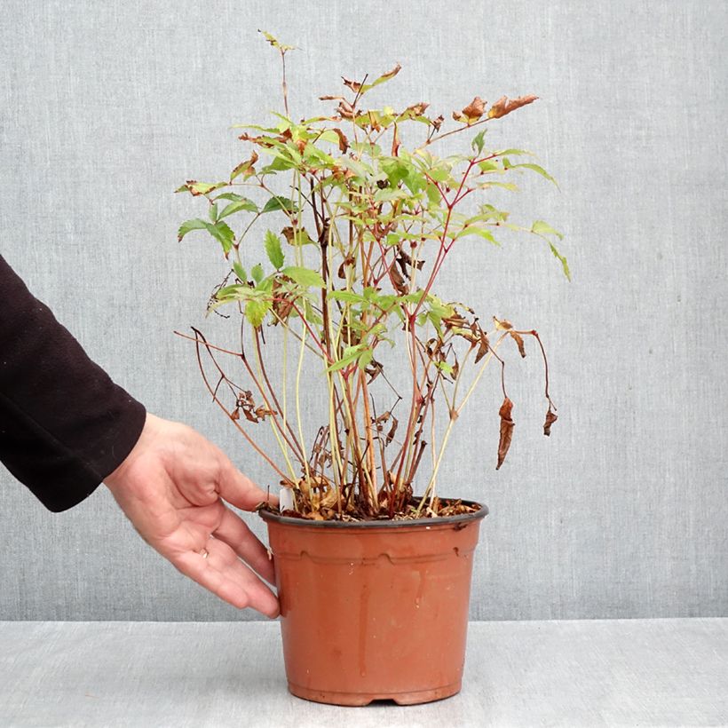 Amostra de Astilbe arendsii Moccachino Vaso de 2 L/3 L tal como entregue no outono