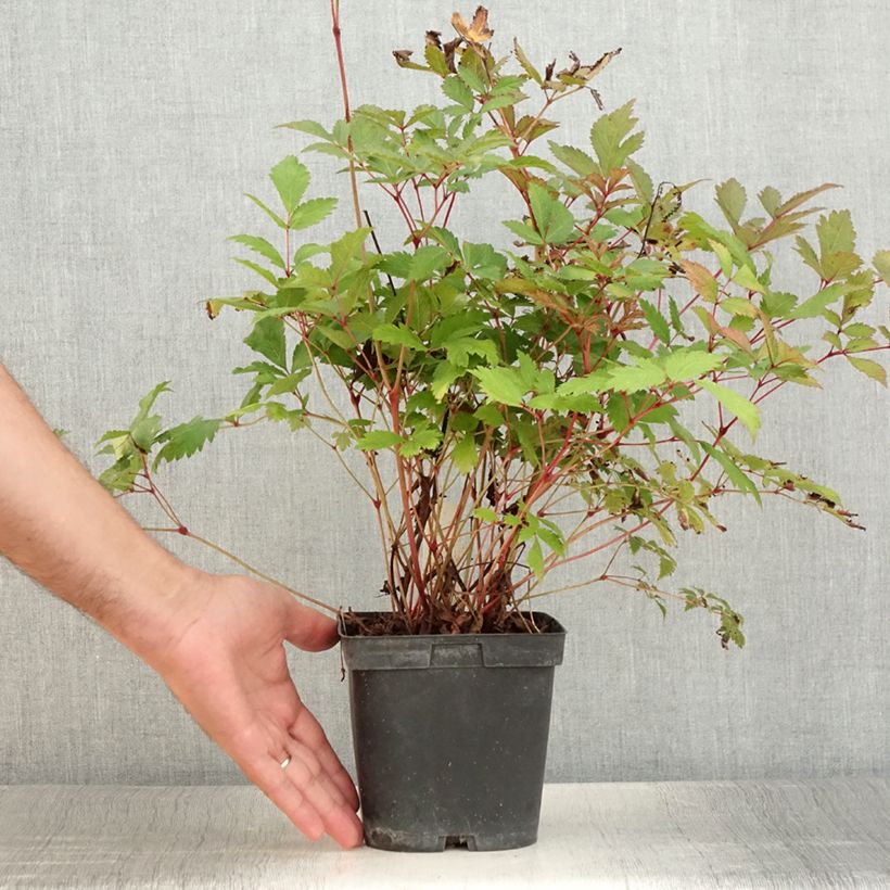 Amostra de Astilbe arendsii Moccachino Vaso de 2 L/3 L tal como entregue no verão