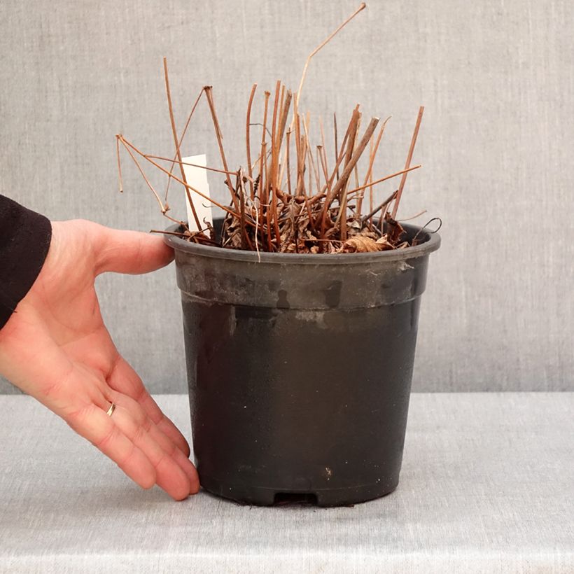 Amostra de Astilbe arendsii Moccachino Pot de 2L/3L tal como entregue no inverno