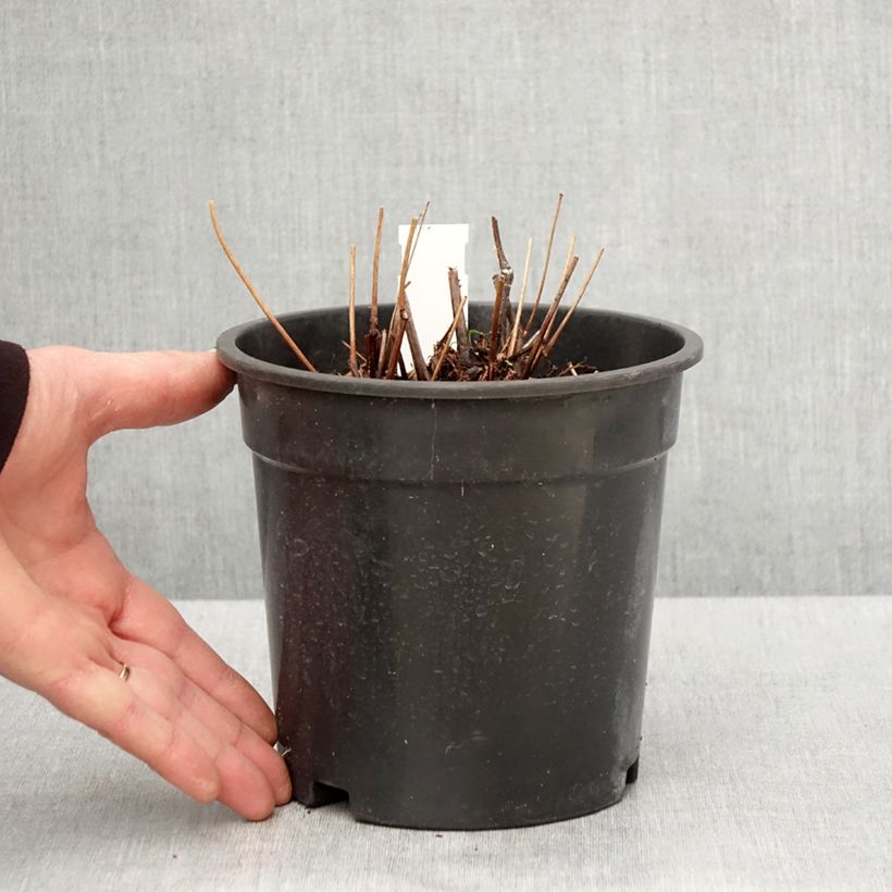 Amostra de Astilbe arendsii Moccachino Vaso de 2 L/3 L tal como entregue na primavera