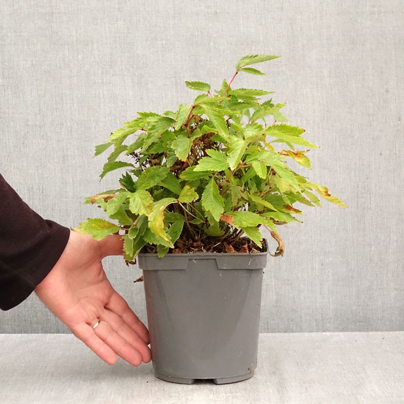 Amostra de Astilbe arendsii Rock and Roll Vaso de 2 L/3 L tal como entregue no outono