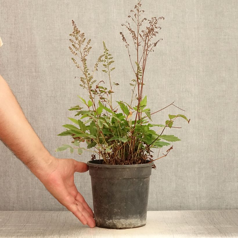 Amostra de Astilbe arendsii Rock and Roll Vaso de 2 L/3 L tal como entregue no verão