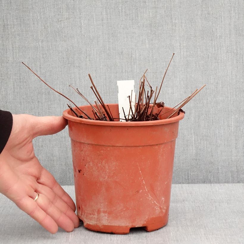 Amostra de Astilbe arendsii Rock and Roll Vaso de 2 L/3 L tal como entregue no inverno