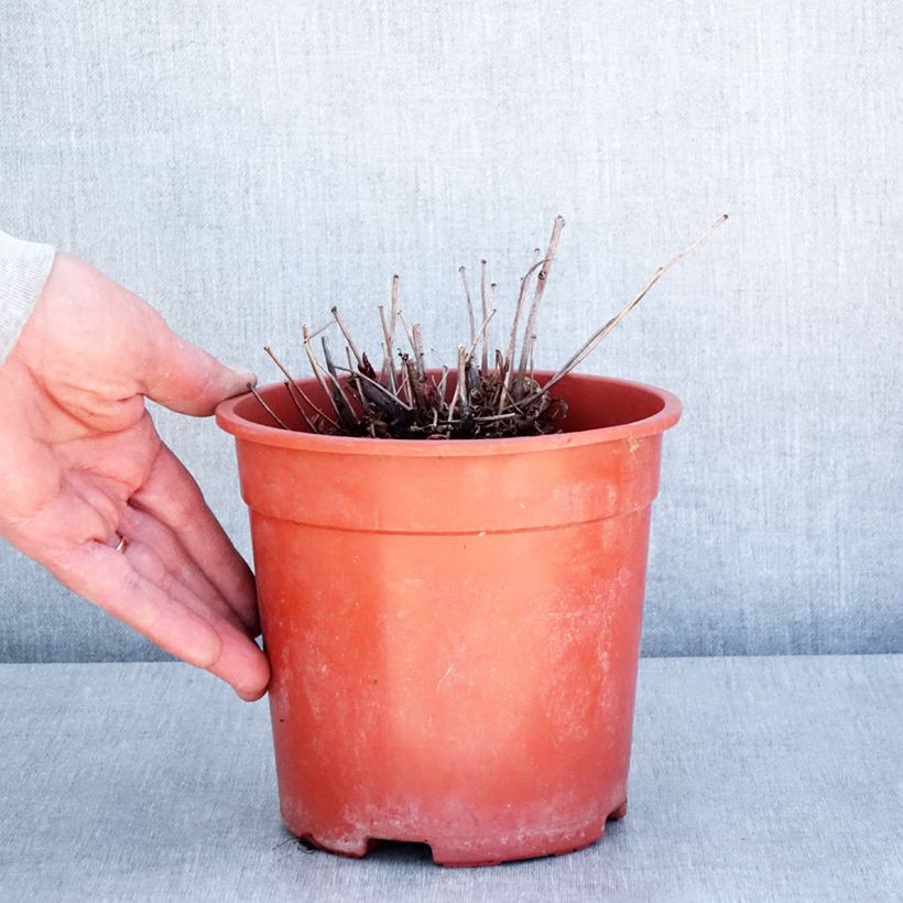 Amostra de Astilbe arendsii Rock and Roll Vaso de 2 L/3 L tal como entregue na primavera