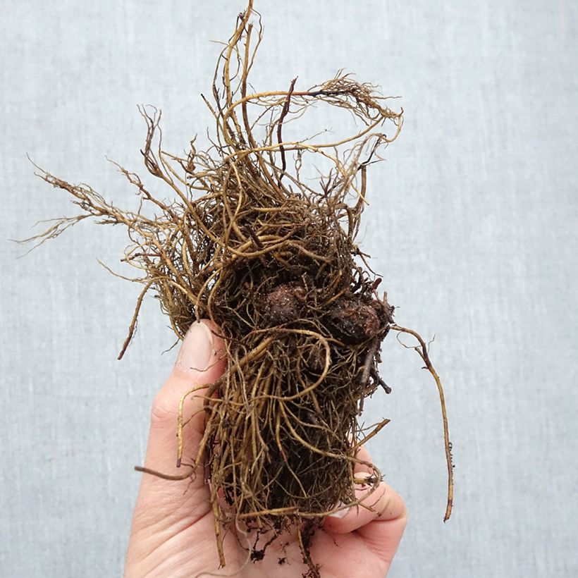 Amostra de Astilbe arendsii Rock and Roll Raízes nuas tal como entregue no inverno