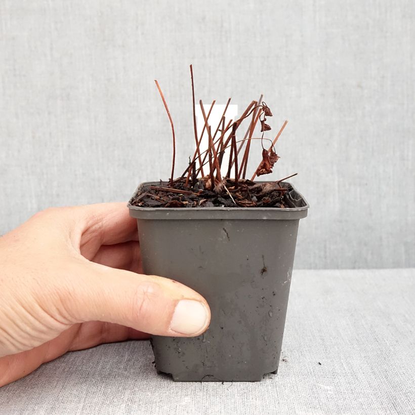 Amostra de Astilbe arendsii Spinell Vaso de 8/9 cm tal como entregue no outono