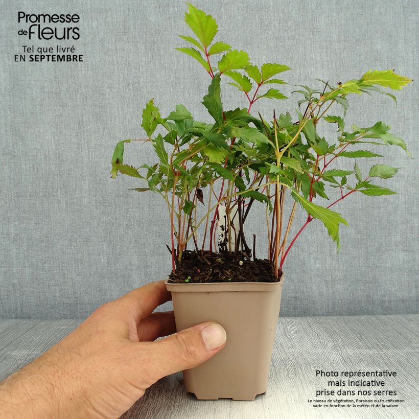 Amostra de Astilbe arendsii Spinell Vaso de 8/9 cm tal como entregue no verão