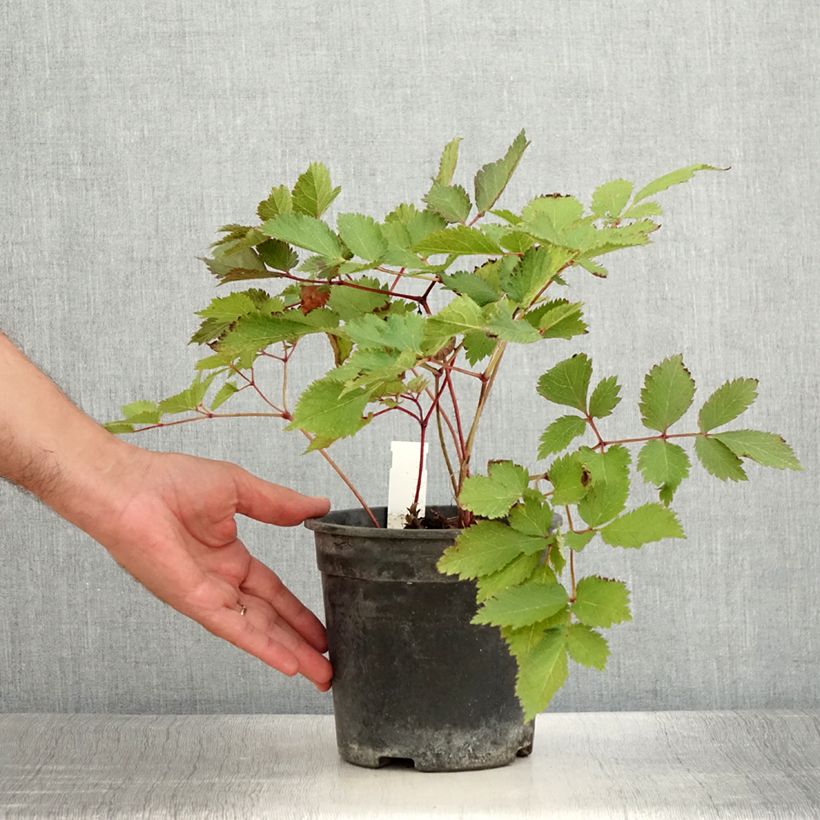 Amostra de Astilbe chinensis Mighty Chocolate Cherry Vaso de 2 L/3 L tal como entregue no verão
