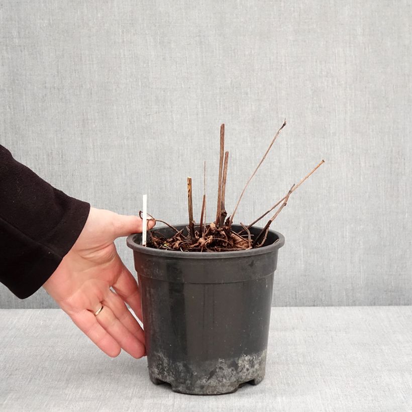 Amostra de Astilbe chinensis Mighty Chocolate Cherry Pot de 2L/3L tal como entregue no inverno