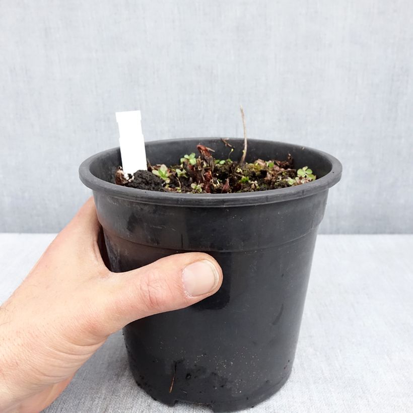 Amostra de Astilbe chinensis Mighty Chocolate Cherry Vaso de 2 L/3 L tal como entregue na primavera