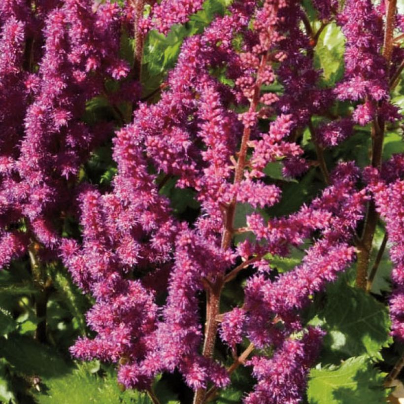 Astilbe chinensis Purpurkerze (Floração)