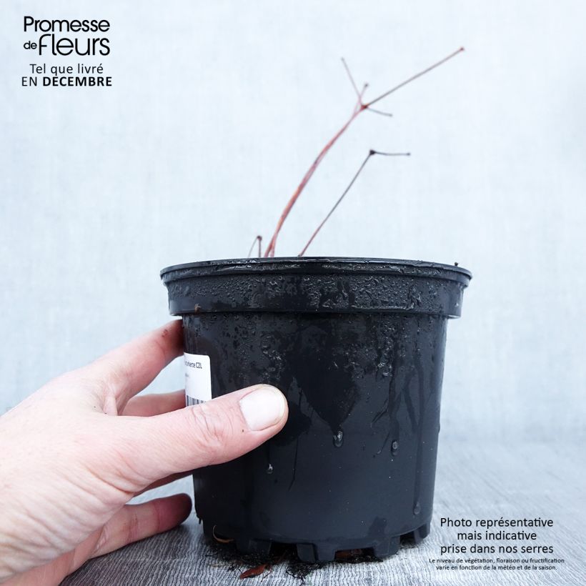 Amostra de Astilbe Chinensis Purpurkerze Pot de 2L/3L tal como entregue no outono