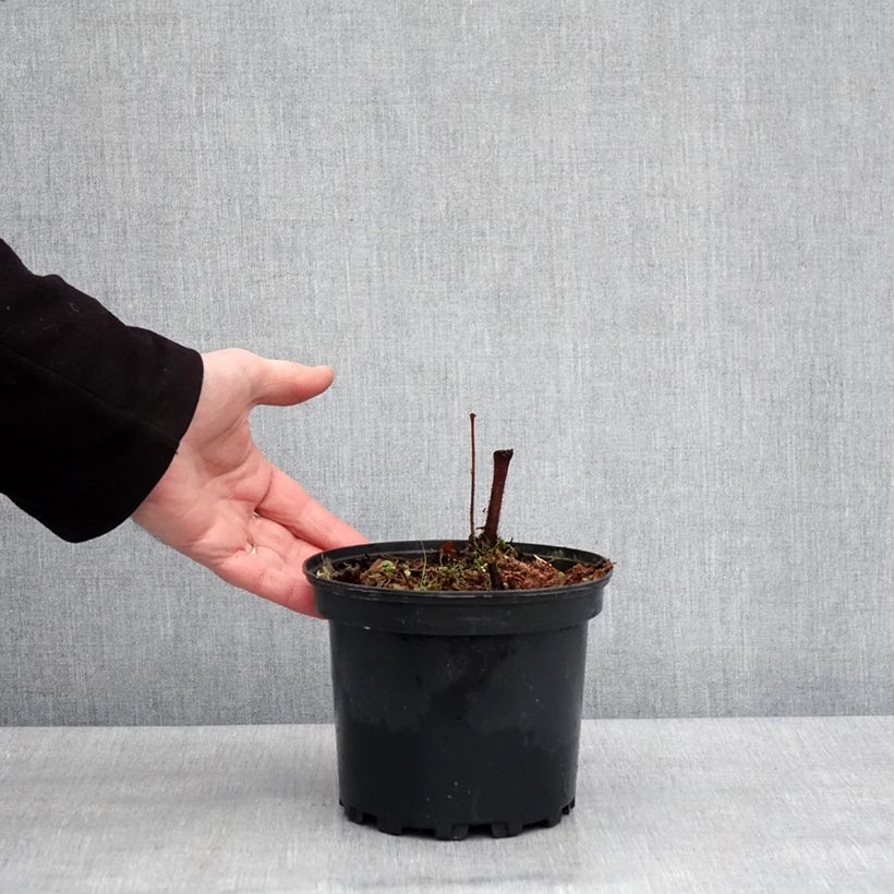 Amostra de Astilbe Chinensis Purpurkerze Vaso de 2 L/3 L tal como entregue no inverno