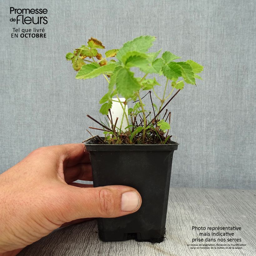 Amostra de Astilbe chinensis Purpurkerze Vaso de 8/9 cm tal como entregue no outono