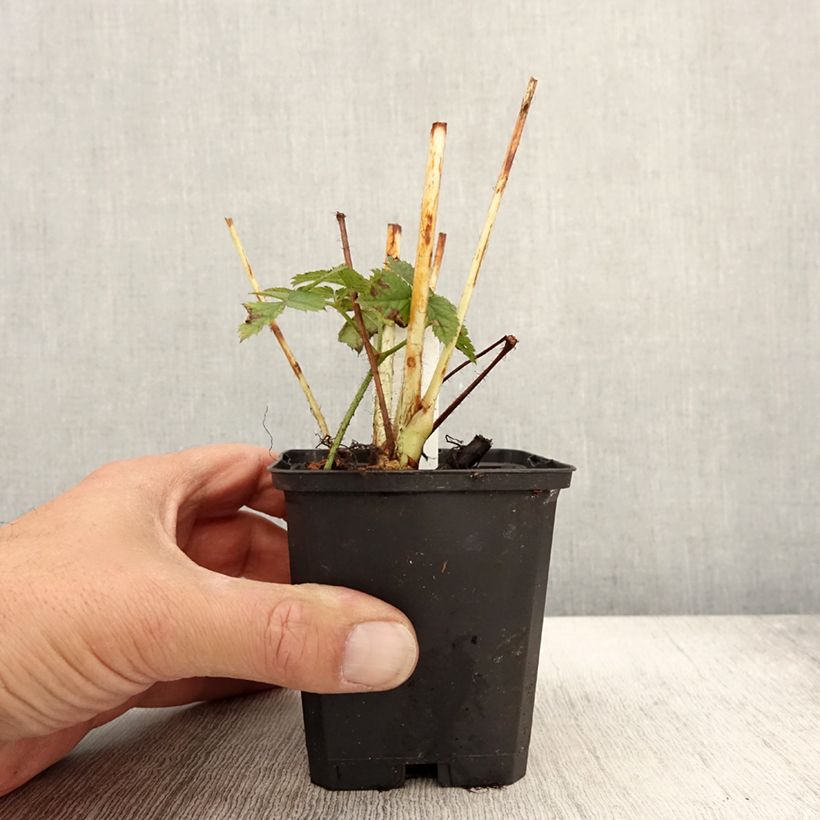 Amostra de Astilbe chinensis var. taquetii Purpurlanze Vaso de 8/9 cm tal como entregue no outono