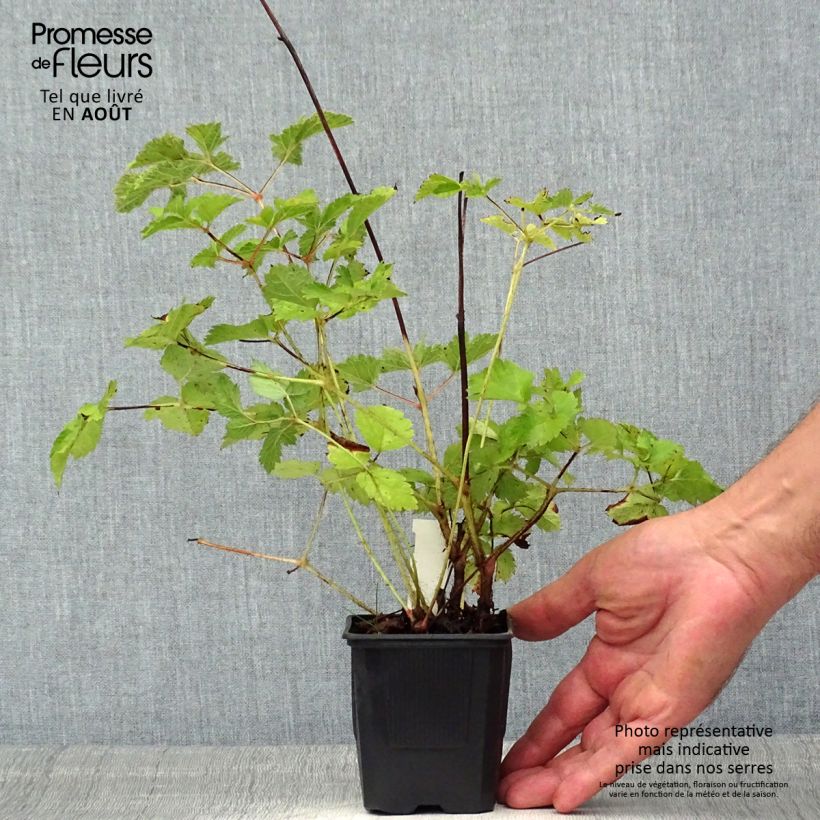 Amostra de Astilbe chinensis var. taquetii Purpurlanze Vaso de 8/9 cm tal como entregue no verão