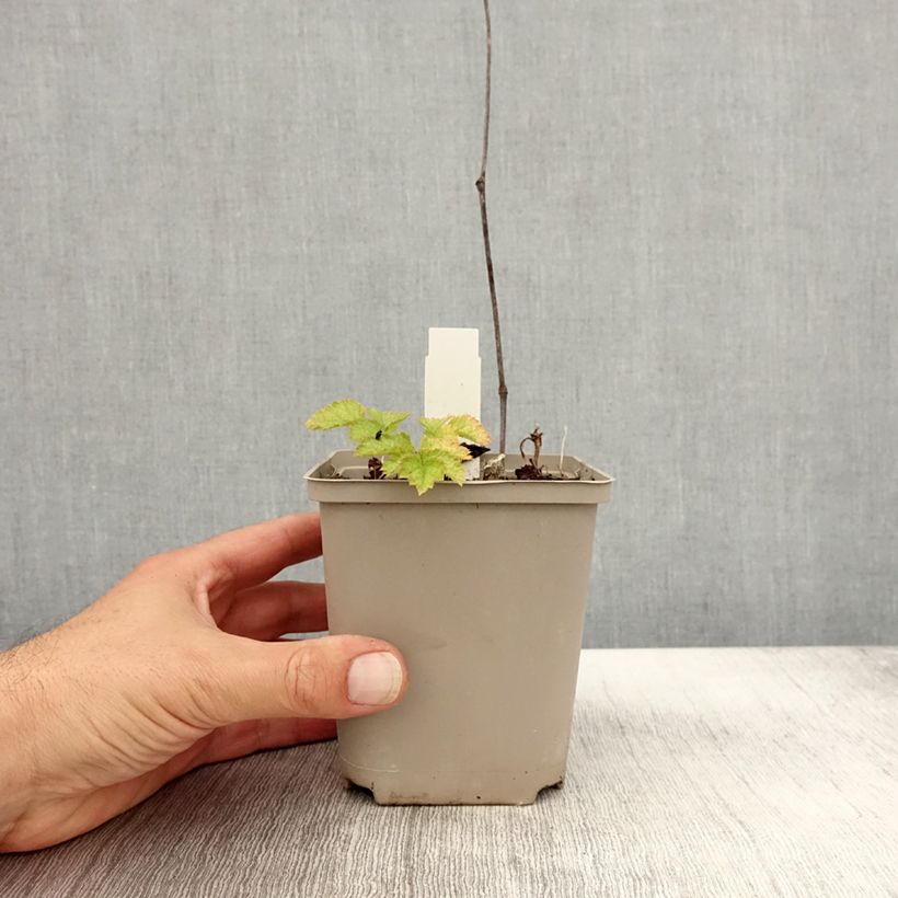 Amostra de Astilbe chinensis var. taquetii Superba Vaso de 8/9 cm tal como entregue no outono