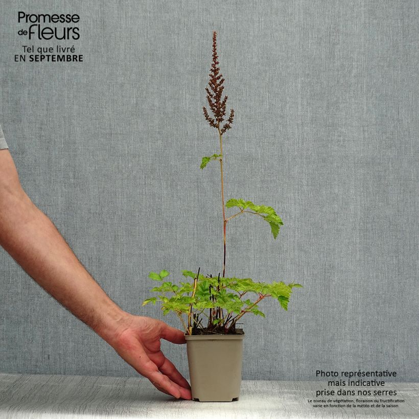 Amostra de Astilbe chinensis var. taquetii Superba Vaso de 8/9 cm tal como entregue no verão