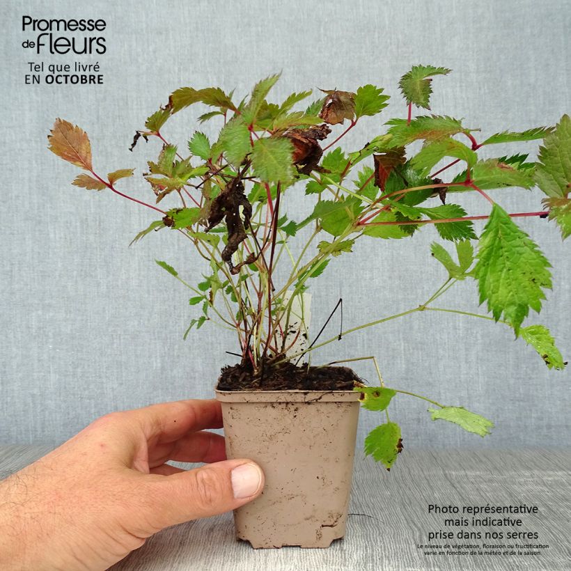 Amostra de Astilbe chinensis Veronica Klose Vaso de 8/9 cm tal como entregue no outono