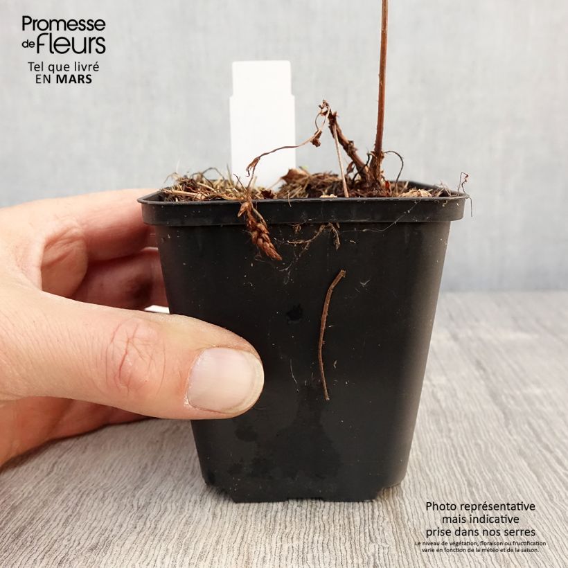 Amostra de Astilbe chinensis Veronica Klose Vaso de 8/9 cm tal como entregue na primavera