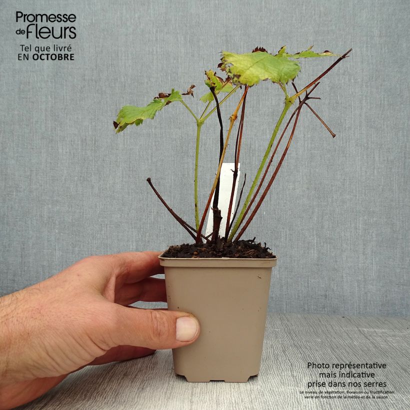 Amostra de Astilbe chinensis Visions Vaso de 8/9 cm tal como entregue no outono