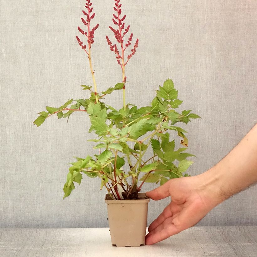 Amostra de Astilbe chinensis Visions Vaso de 8/9 cm tal como entregue no verão