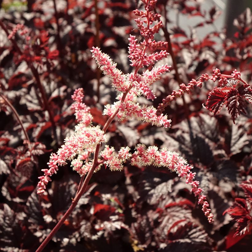 Astilbe Chocolate Shogun (Floração)