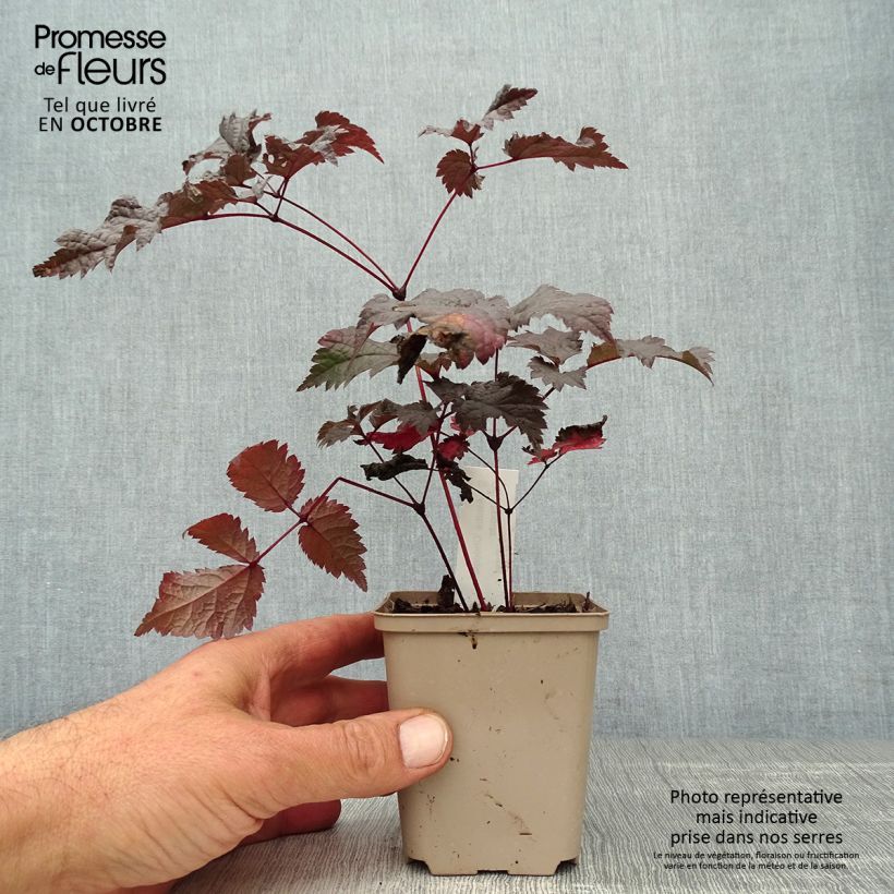 Amostra de Astilbe Chocolate Shogun Vaso de 8/9 cm tal como entregue no outono