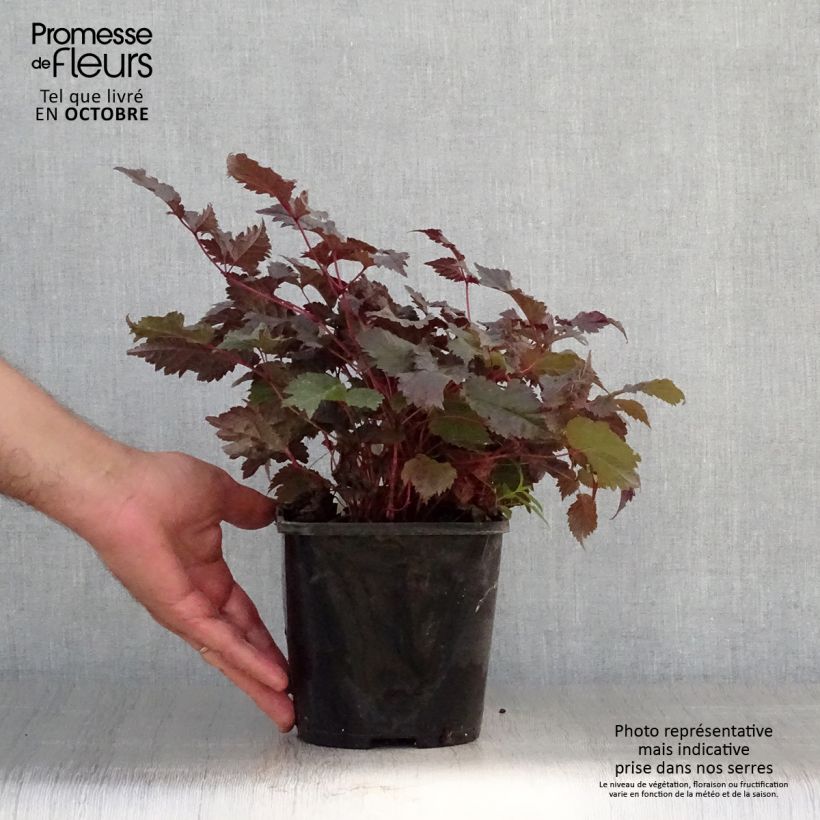 Amostra de Astilbe Chocolate Shogun Pot de 1,5L/2L tal como entregue no outono