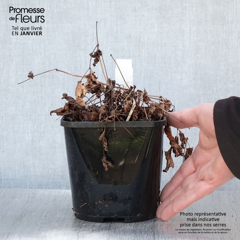 Amostra de Astilbe Chocolate Shogun Vaso de 1,5 L/2 L tal como entregue no inverno