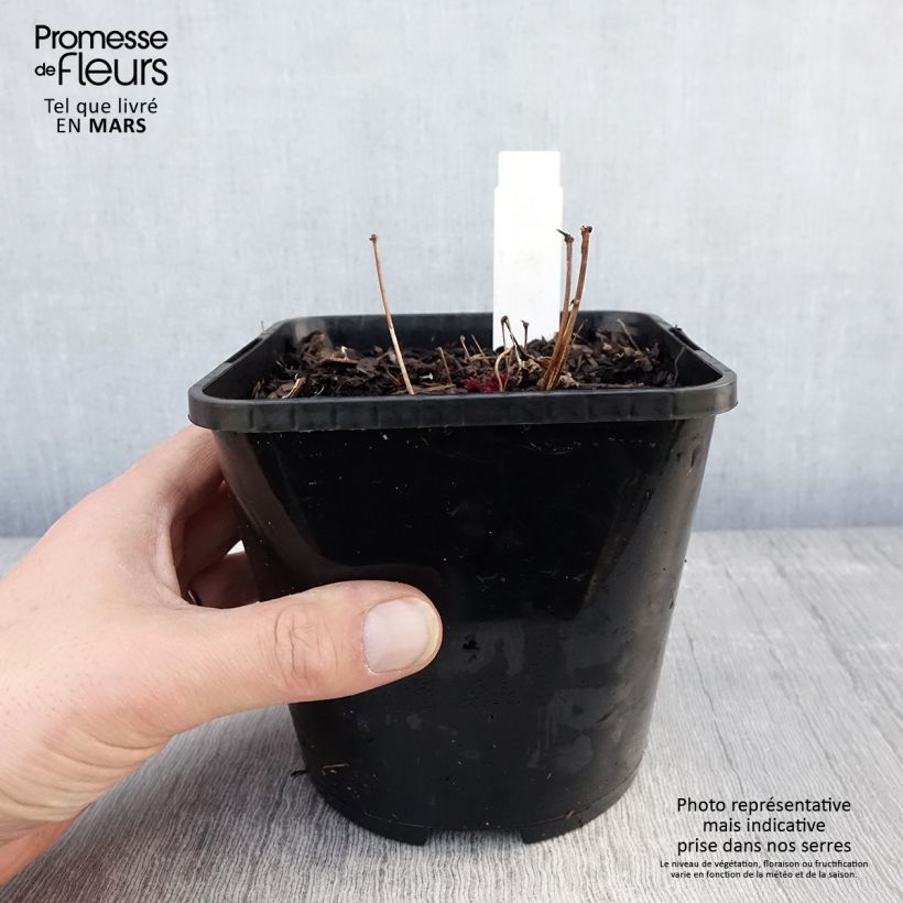 Amostra de Astilbe Chocolate Shogun Vaso de 1,5 L/2 L tal como entregue na primavera