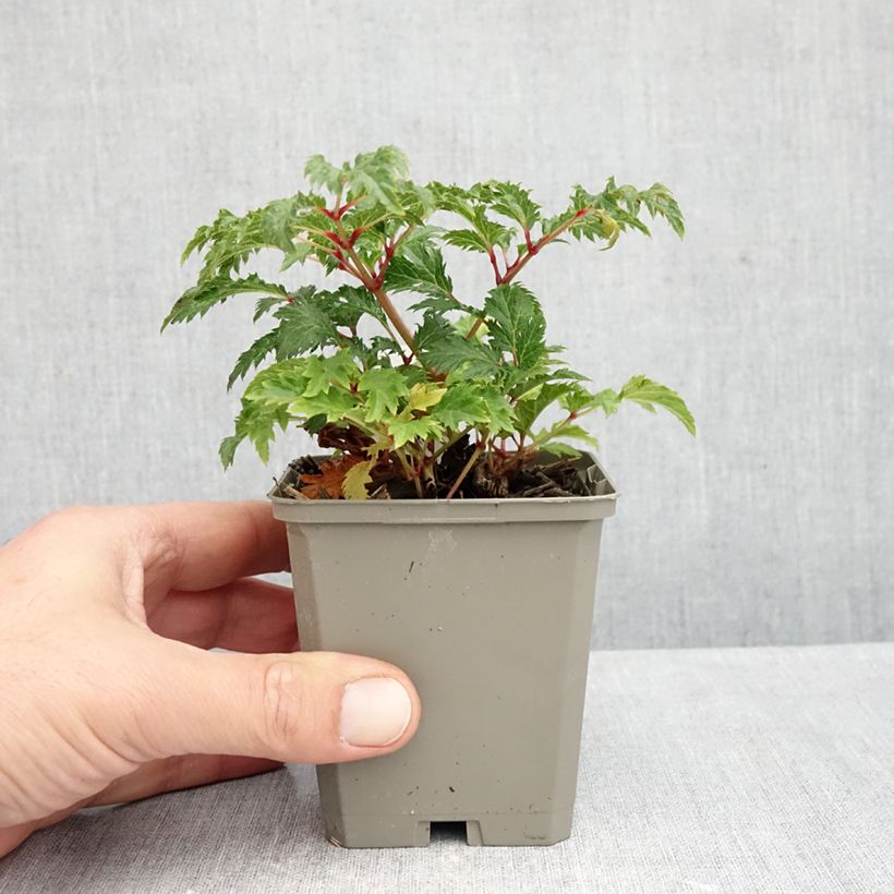 Amostra de Astilbe crispa Perkeo Vaso de 8/9 cm tal como entregue no outono