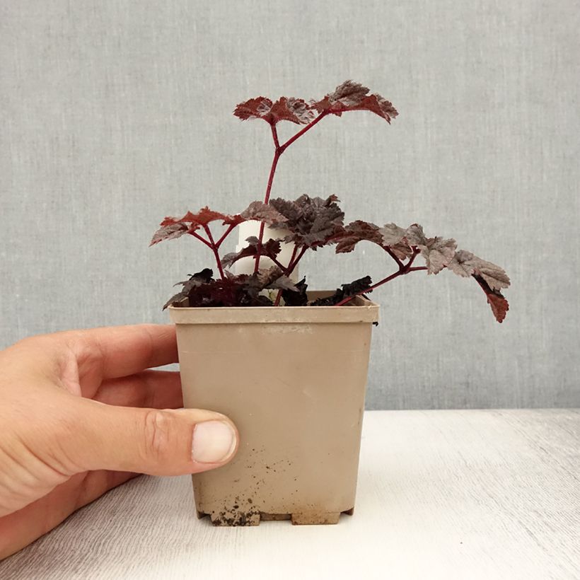 Amostra de Astilbe chinensis Darkside Of The Moon Vaso de 8/9 cm tal como entregue no verão