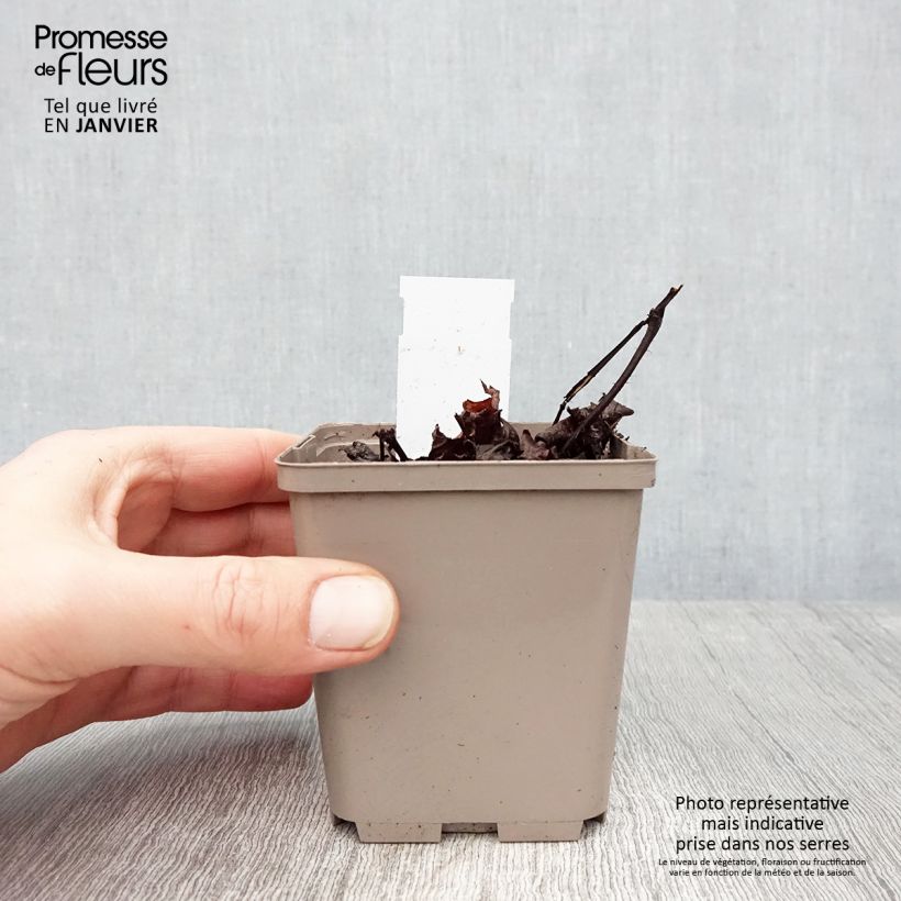 Amostra de Astilbe chinensis Darkside Of The Moon Vaso de 8/9 cm tal como entregue no inverno