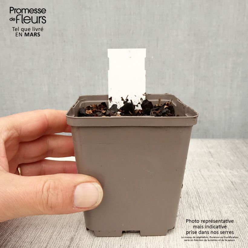 Amostra de Astilbe chinensis Darkside Of The Moon Vaso de 8/9 cm tal como entregue na primavera