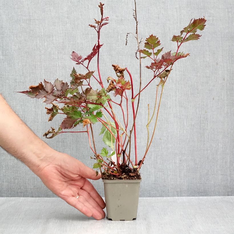 Amostra de Astilbe japonica Delft Lace Vaso de 8/9 cm tal como entregue no outono