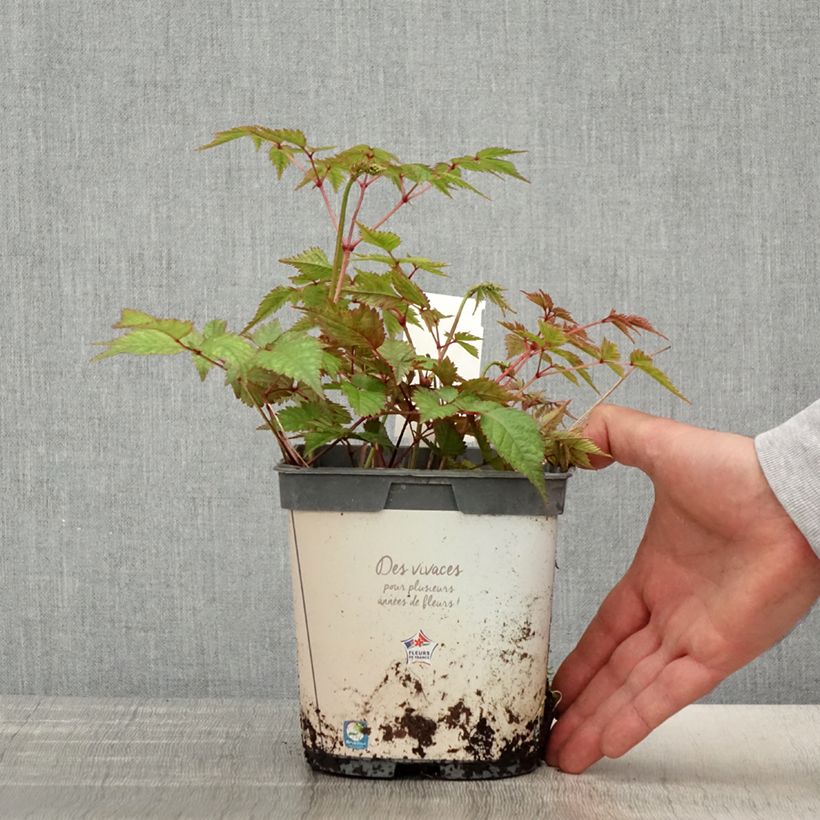 Amostra de Astilbe japonica Deutschland Vaso de 2 L/3 L tal como entregue na primavera