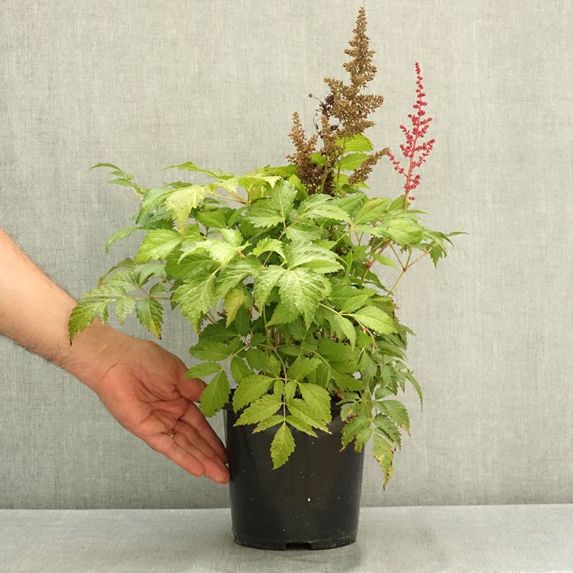 Amostra de Astilbe japonica Montgomery Pot de 2L/3L tal como entregue no verão