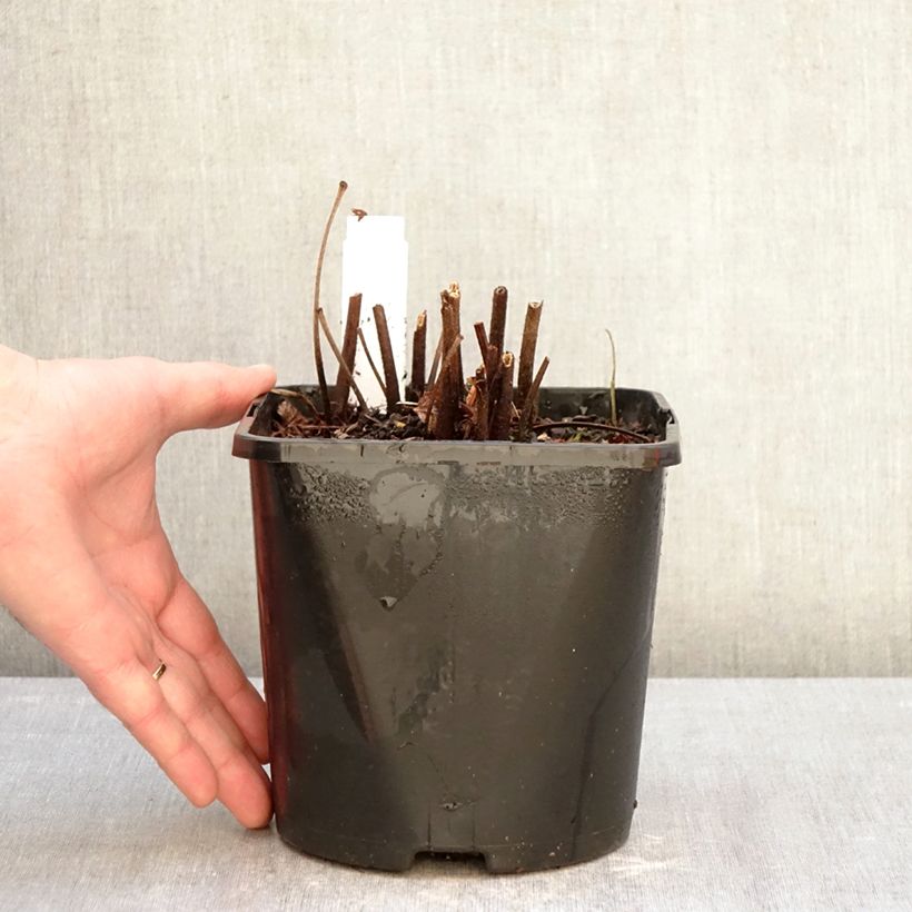 Amostra de Astilbe japonica Montgomery Vaso de 2 L/3 L tal como entregue no inverno