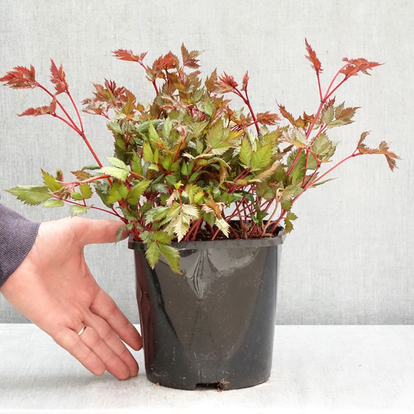 Amostra de Astilbe japonica Montgomery Vaso de 2 L/3 L tal como entregue na primavera