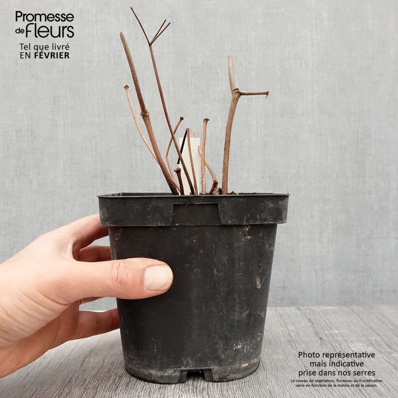 Amostra de Astilbe japonica Peach Blossom Vaso de 1,5 L/2 L tal como entregue no inverno