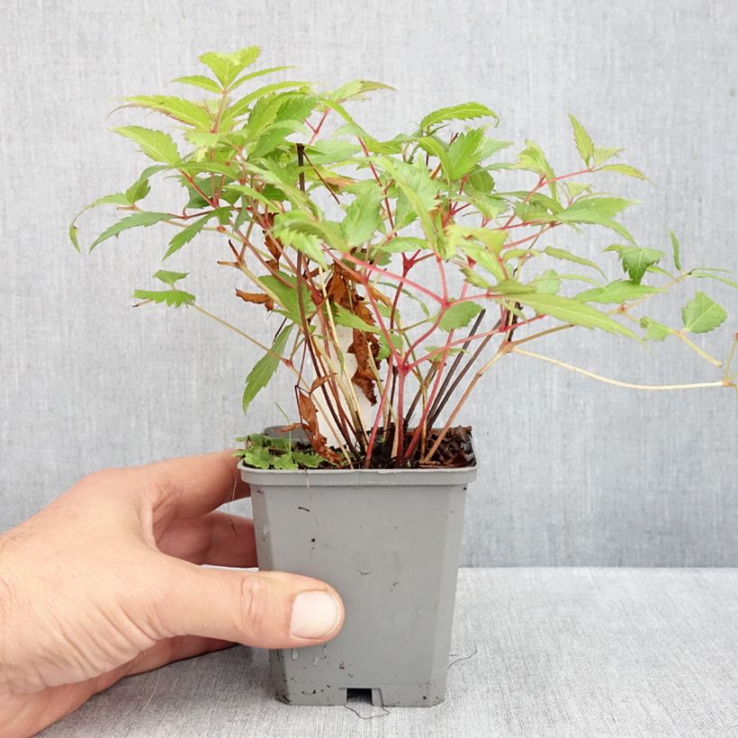 Amostra de Astilbe japonica Red Sentinel Vaso de 8/9 cm tal como entregue no outono