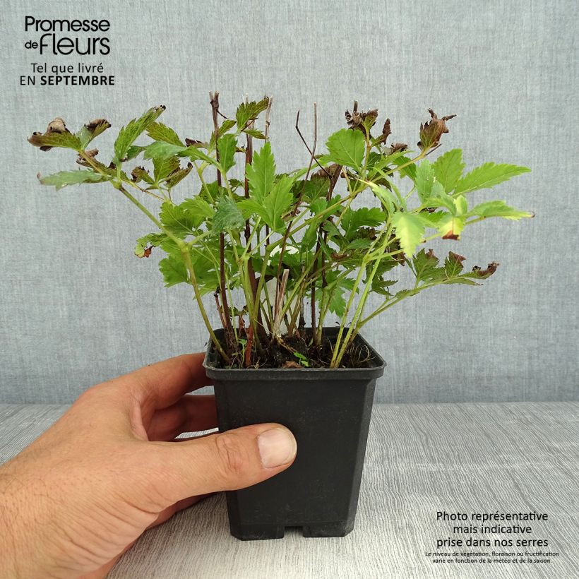 Amostra de Astilbe japonica Red Sentinel Vaso de 8/9 cm tal como entregue no verão